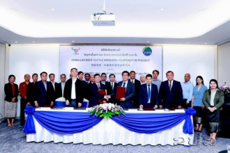 Laos and China Partner to Improve Beef Cattle Breeds